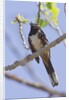 Spotted Towhee calling by Anonymous
