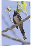 Spotted Towhee calling by Anonymous