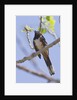 Spotted Towhee calling by Anonymous