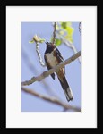 Spotted Towhee calling by Anonymous