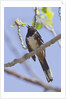 Spotted Towhee calling by Anonymous