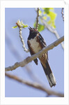 Spotted Towhee calling by Anonymous
