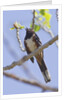 Spotted Towhee calling by Anonymous