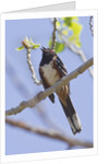 Spotted Towhee calling by Anonymous