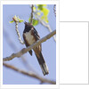 Spotted Towhee calling by Anonymous