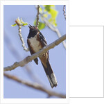 Spotted Towhee calling by Anonymous