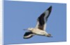 Willet flying by Anonymous