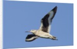 Willet flying by Anonymous