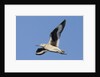 Willet flying by Anonymous