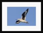 Willet flying by Anonymous