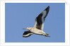 Willet flying by Anonymous