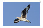 Willet flying by Anonymous