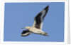 Willet flying by Anonymous