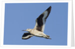 Willet flying by Anonymous