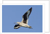 Willet flying by Anonymous