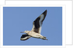 Willet flying by Anonymous