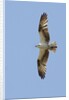 Osprey flying by Anonymous