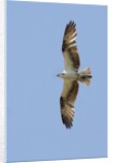 Osprey flying by Anonymous