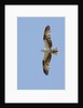 Osprey flying by Anonymous