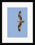 Osprey flying by Anonymous
