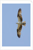 Osprey flying by Anonymous