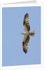 Osprey flying by Anonymous