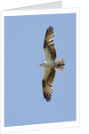 Osprey flying by Anonymous