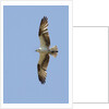 Osprey flying by Anonymous