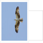 Osprey flying by Anonymous