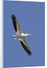 American White Pelican flying by Anonymous