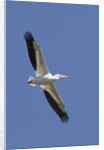 American White Pelican flying by Anonymous