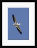 American White Pelican flying by Anonymous