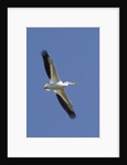 American White Pelican flying by Anonymous
