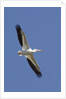 American White Pelican flying by Anonymous