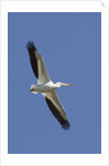 American White Pelican flying by Anonymous