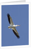 American White Pelican flying by Anonymous