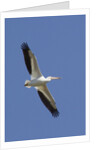 American White Pelican flying by Anonymous