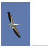 American White Pelican flying by Anonymous