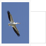 American White Pelican flying by Anonymous