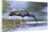 Plumberous Ibis by Anonymous