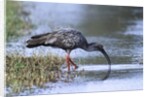 Plumberous Ibis by Anonymous
