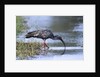 Plumberous Ibis by Anonymous
