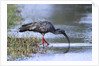 Plumberous Ibis by Anonymous