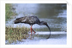 Plumberous Ibis by Anonymous