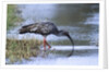 Plumberous Ibis by Anonymous