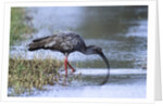 Plumberous Ibis by Anonymous