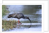 Plumberous Ibis by Anonymous