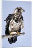 Immature Bald Eagle with a fish by Anonymous