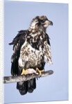 Immature Bald Eagle with a fish by Anonymous