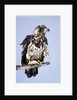 Immature Bald Eagle with a fish by Anonymous